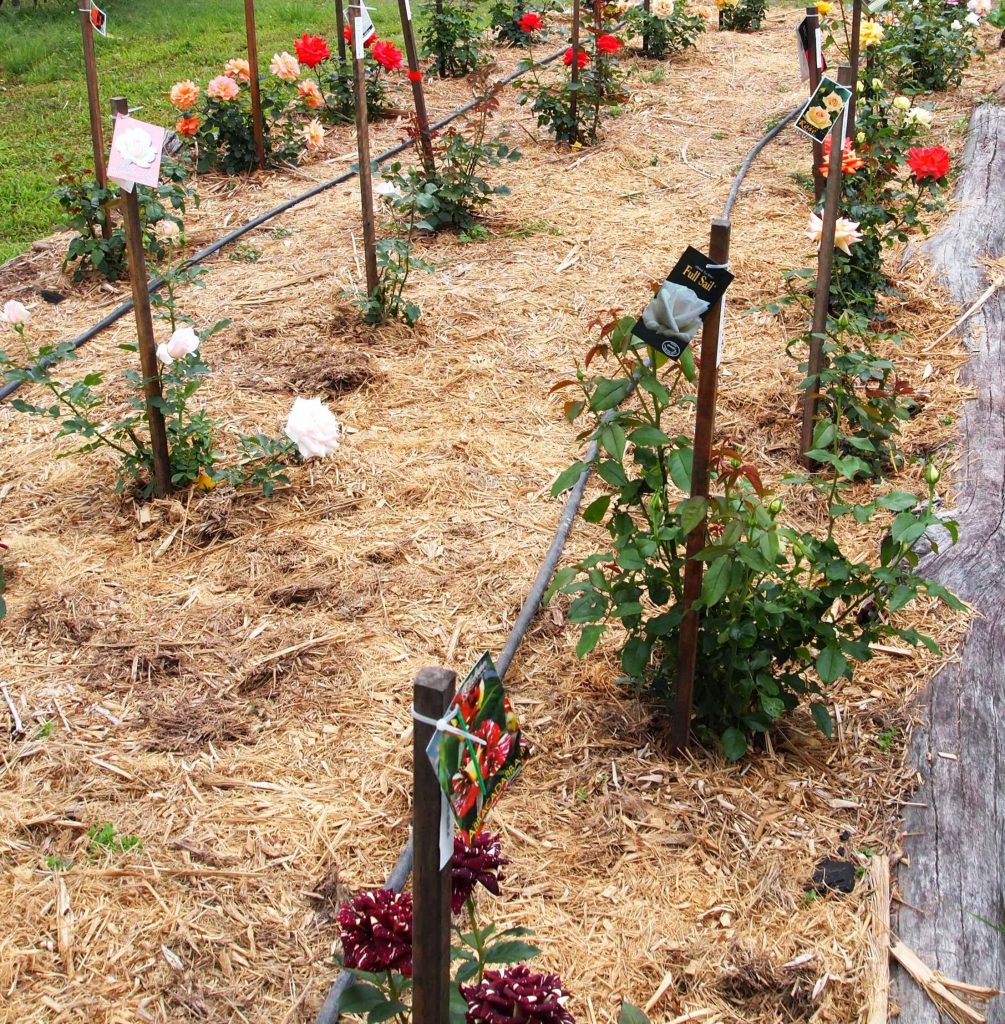 bamboo australia 187 bamboo mulch charcoal bamboo australia 187 bamboo mulch charcoal