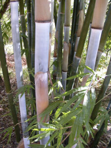 Clumping bamboo