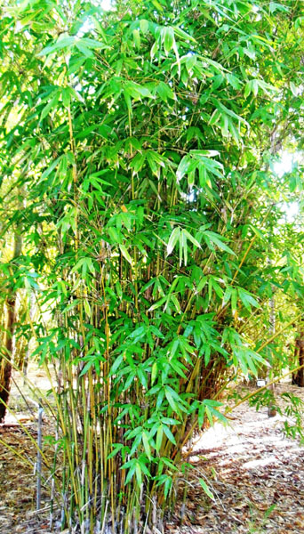The Bamboo Handbook Durnford Dart