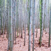 Peerless Bamboo Plants