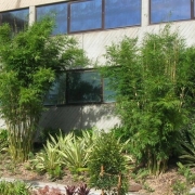 Peerless Bamboo Plants