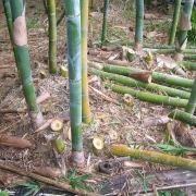 Bamboo Mulch