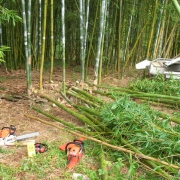 Bamboo Mulch