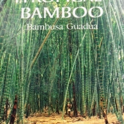Tropical Bamboo