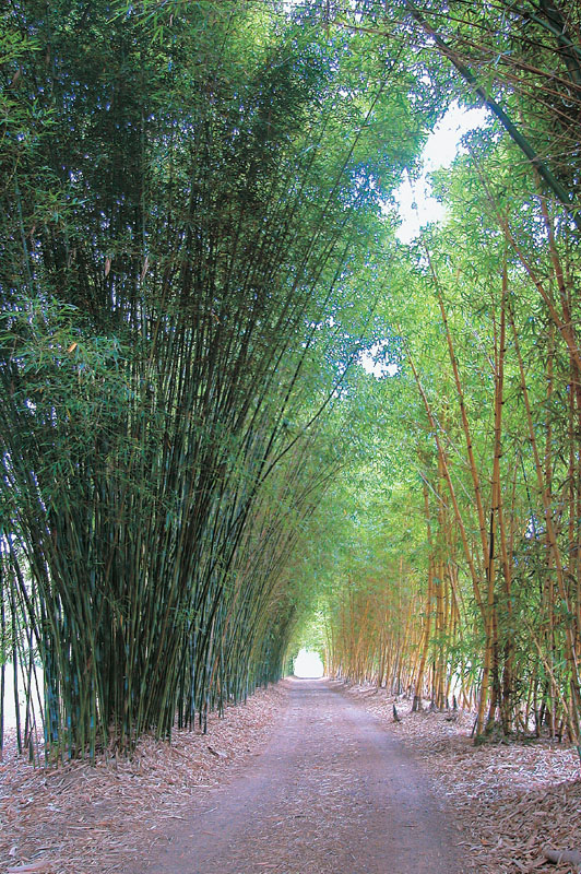 About Us Bamboo Australia Sunshine Coast
