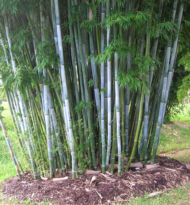 Bamboo Clumping Species, Types Of Bamboo For Landscaping