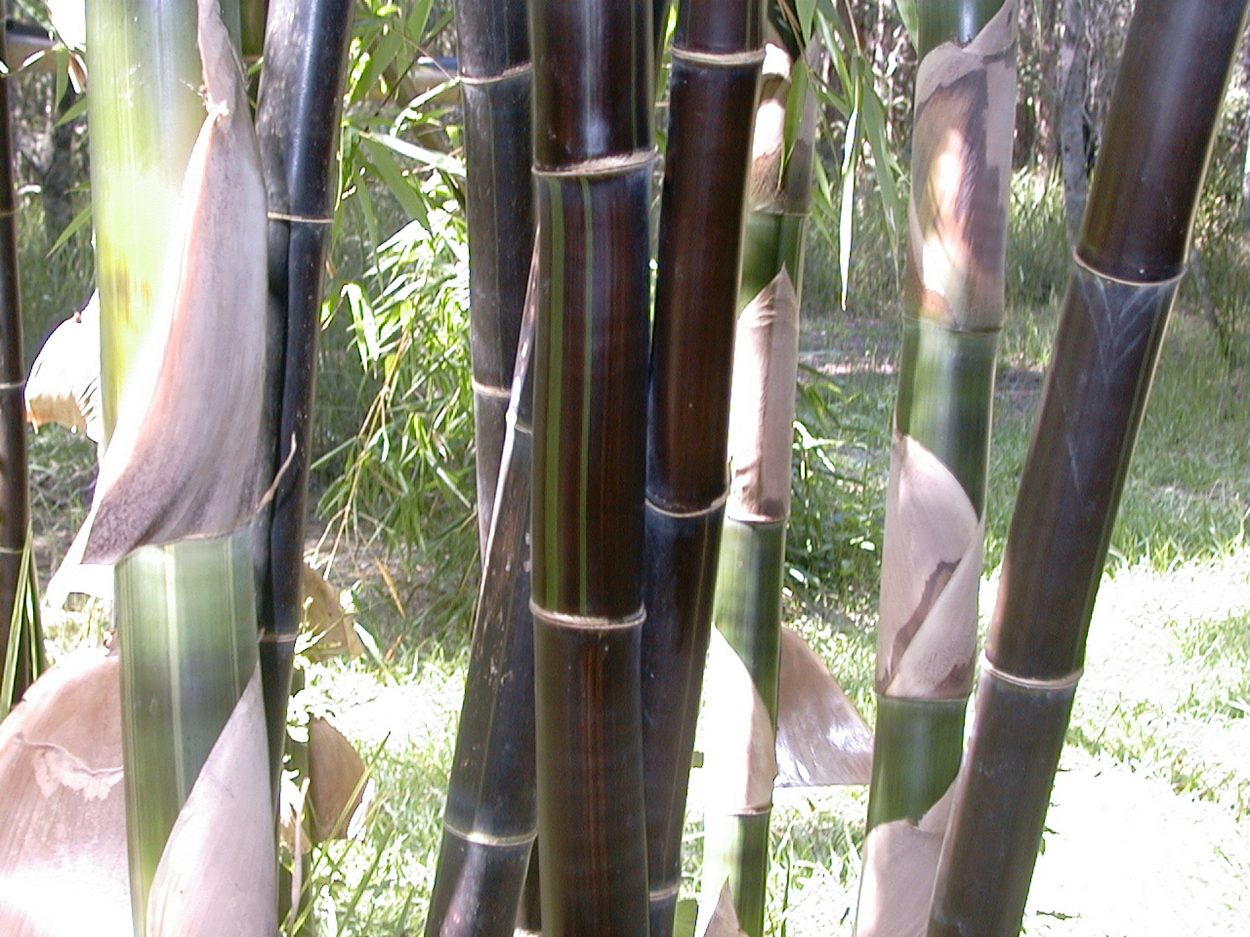 Timor black bamboo Bamboo Australia
