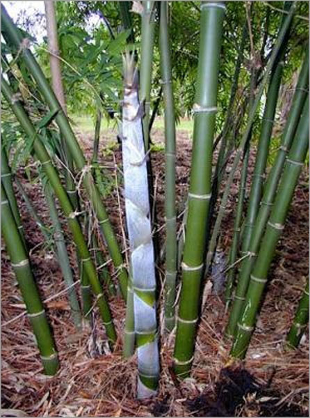 Male bamboo - Bamboo Australia