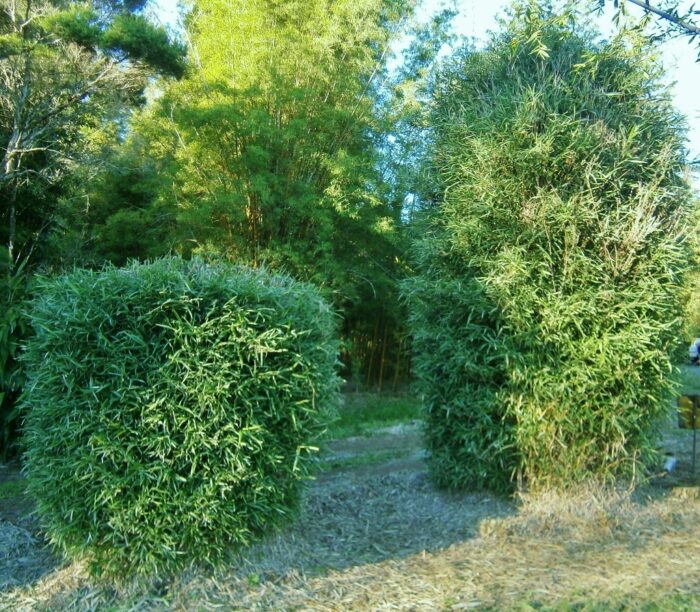 Variegated malay dwarf bamboo