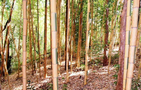 Phyllostachys-bambusoides-cv.-castilloni-Castilloni’s-bamboo