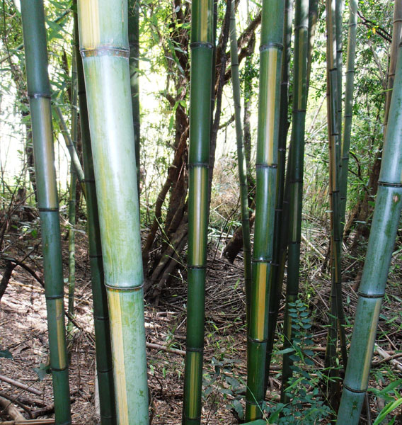 Phyllostachys-bambusoides-cv.-castilloni-inversa-Inverted-castilloni