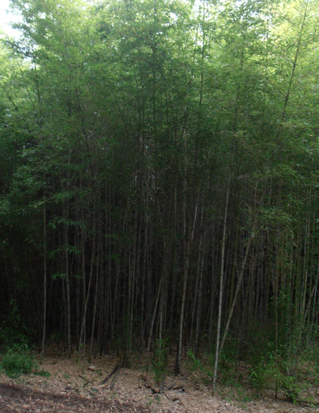 Phyllostachys-meyerii-Meyer’s-bamboo