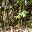 Phyllostachys nigra - (Running black)