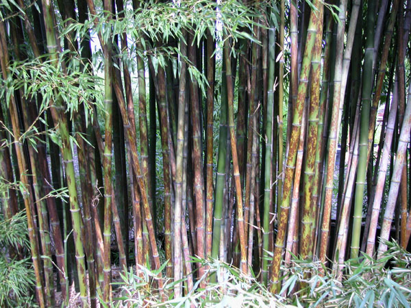 Phyllostachys nigra cv. boryana - (Leopard bamboo)