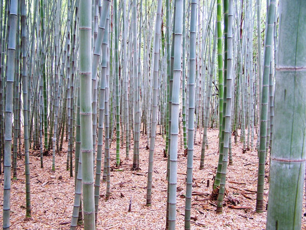 Phyllostachys pubescens (Moso)