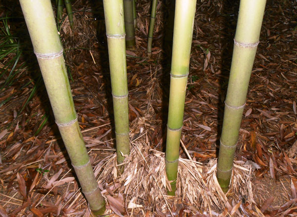 Phyllostachys-rubromarginata-Red-margin-bamboo
