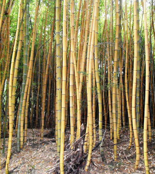 Phyllostachys-sulphurea-cv.-robert-young-Robert-young-bamboo