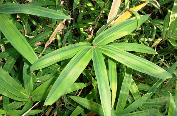 Pleioblastus-viridistriatus-Dwarf-green-stripe