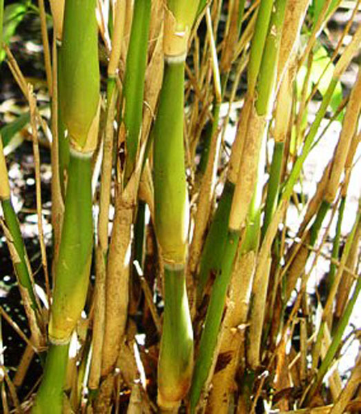 Pseudosasa japonica f. tsutsumiana (Green onion bamboo)