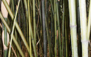 Semiarundinaria-fastuosa-viridis-Green-temple