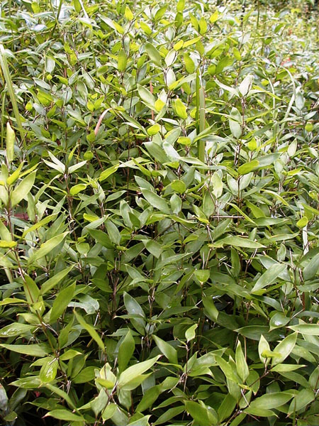Shibatea kumasaca (Ruscus bamboo)