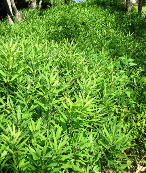 Shibatea lancifolia (Lancer’s bamboo)