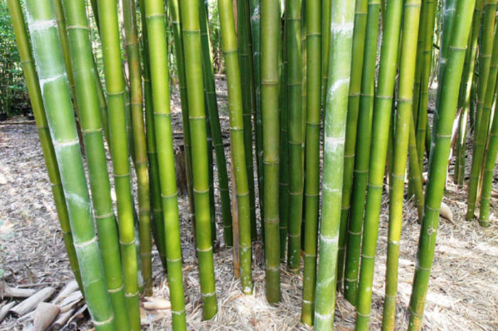 Oldham’s bamboo